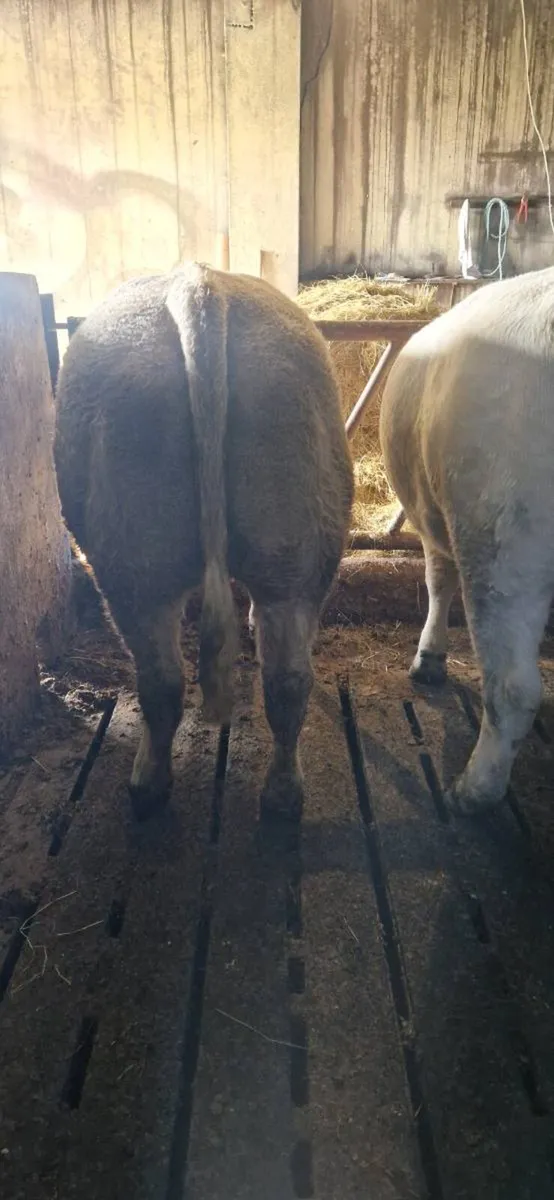 Cattle - Image 4