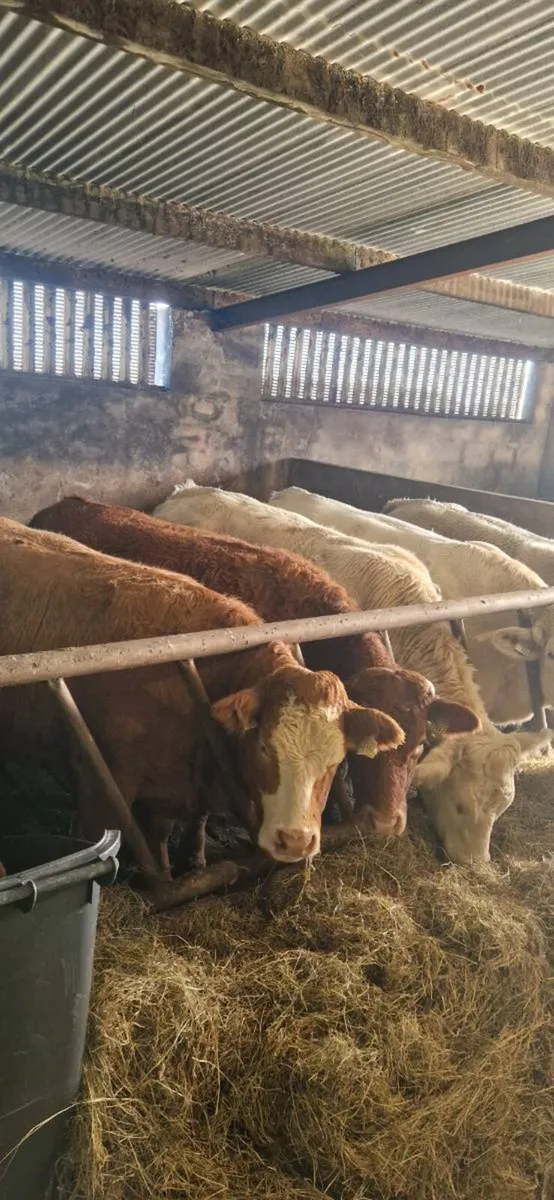 Cattle - Image 1