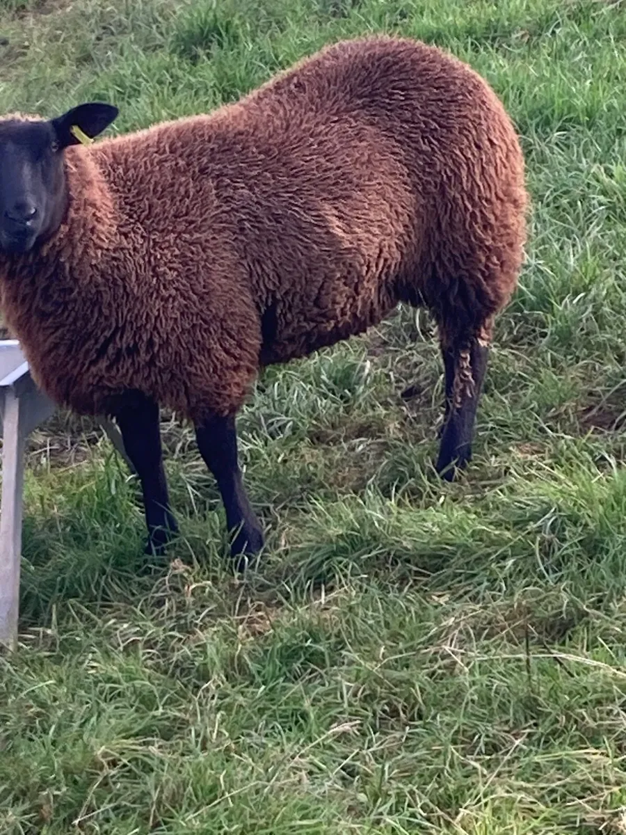 Black ewe lambs - Image 1