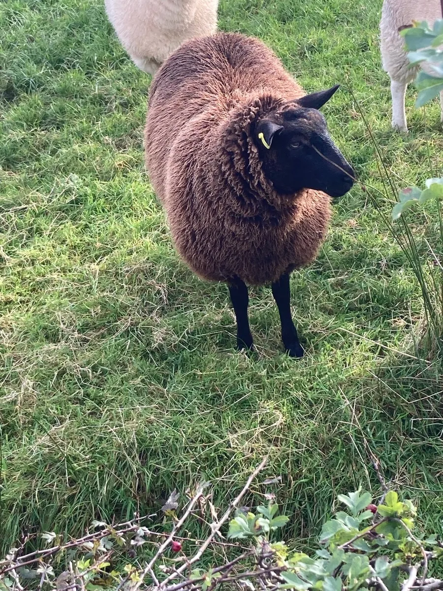 Black ewe lambs - Image 2