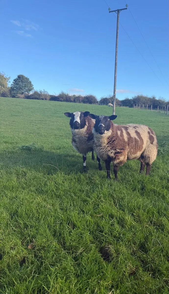 Dutch spotted Ram lambs - Image 1