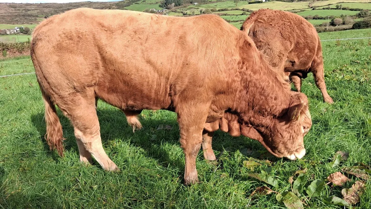 EASY CALVING  PBR LIMOUSIN  BULL BY EBY - Image 1