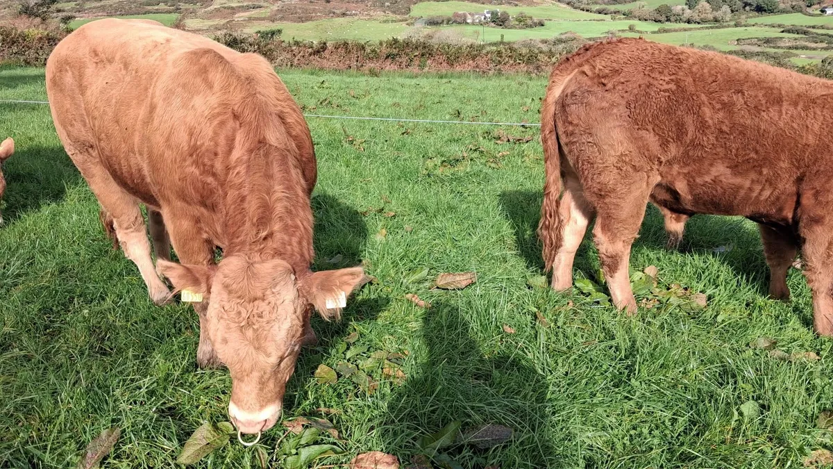 EASY CALVING  PBR LIMOUSIN  BULL BY EBY - Image 3
