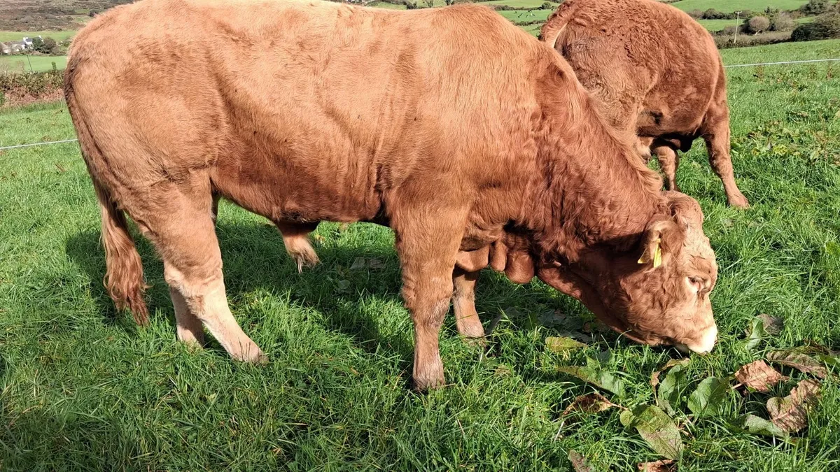 EASY CALVING  PBR LIMOUSIN  BULL BY EBY - Image 2