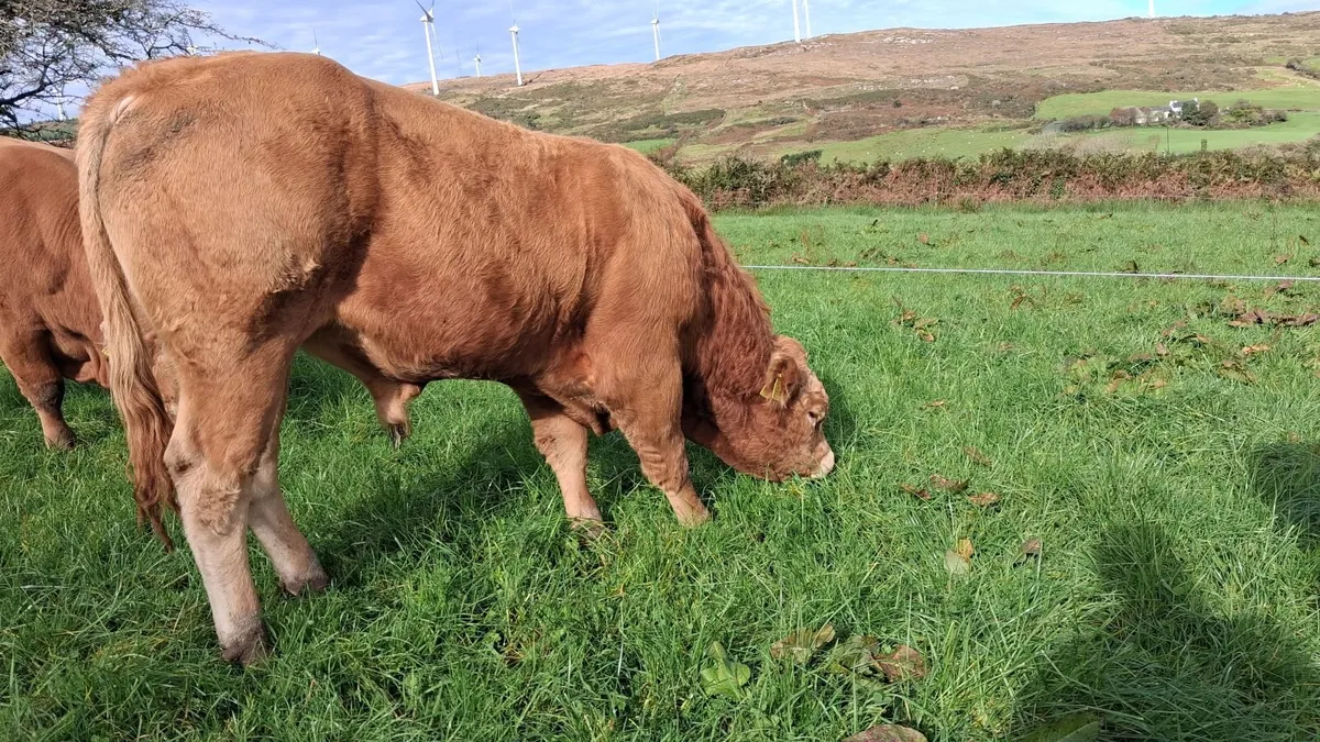 EASY CALVING  PBR LIMOUSIN  BULL BY EBY - Image 4