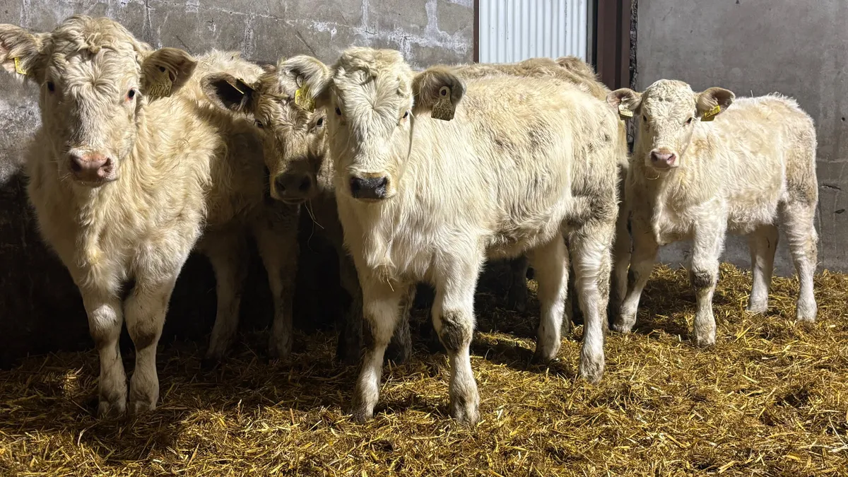 6 Charolais Heifer Wealings - Image 4