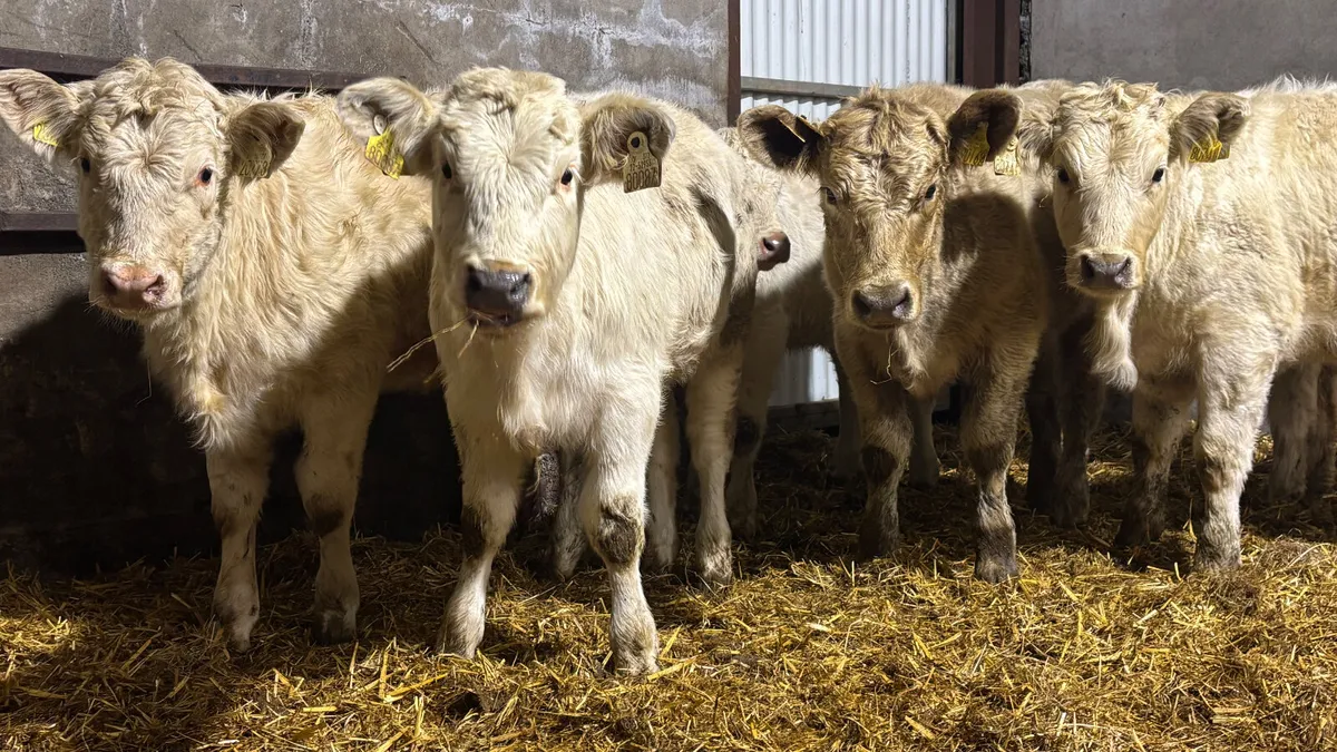 6 Charolais Heifer Wealings - Image 3