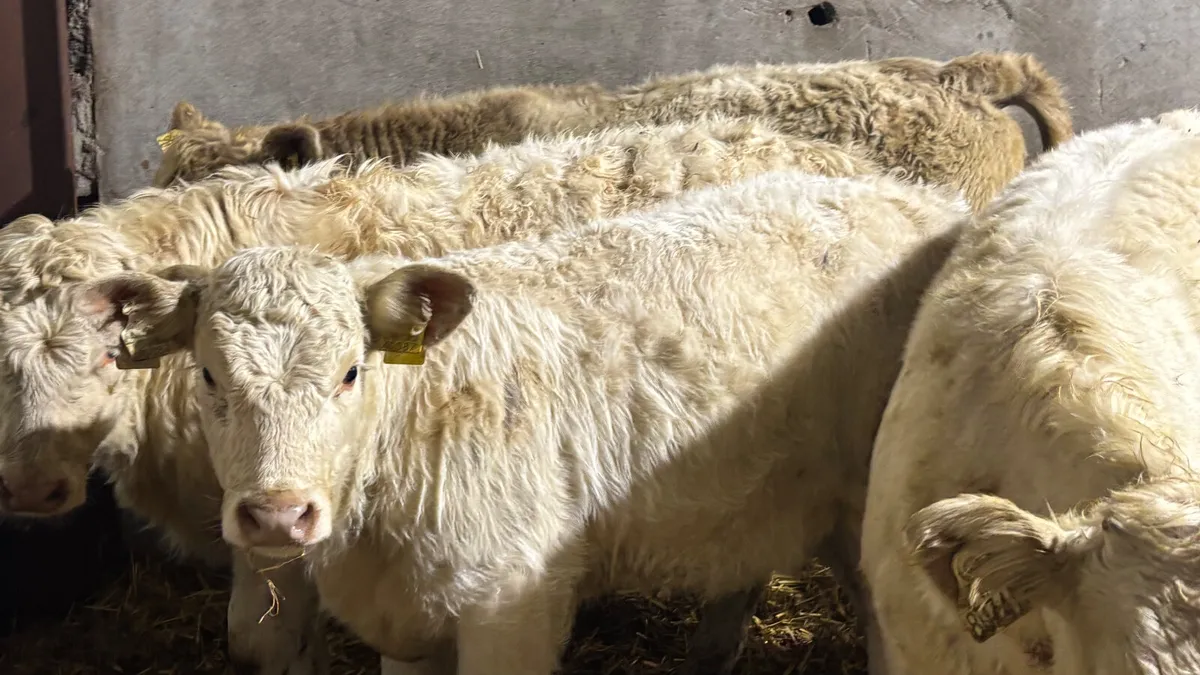 6 Charolais Heifer Wealings - Image 2
