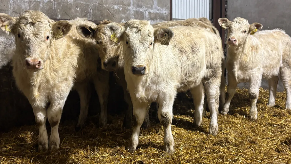 6 Charolais Heifer Wealings - Image 1
