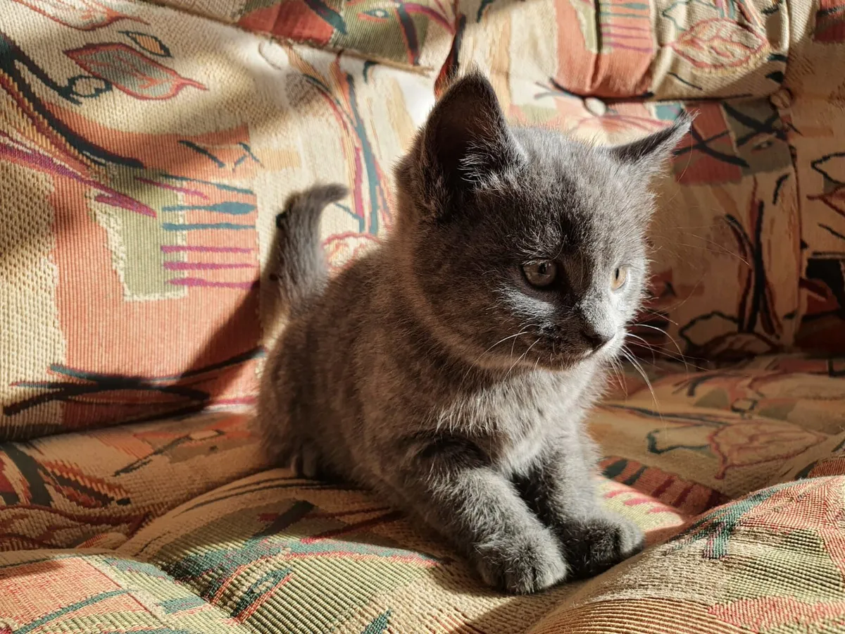 Blue Ghost Tabby British Shorthair - Image 1