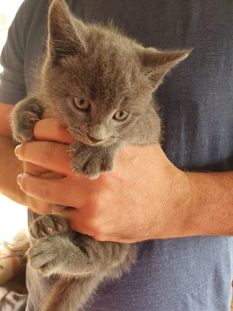 Blue Ghost Tabby British Shorthair - Image 2