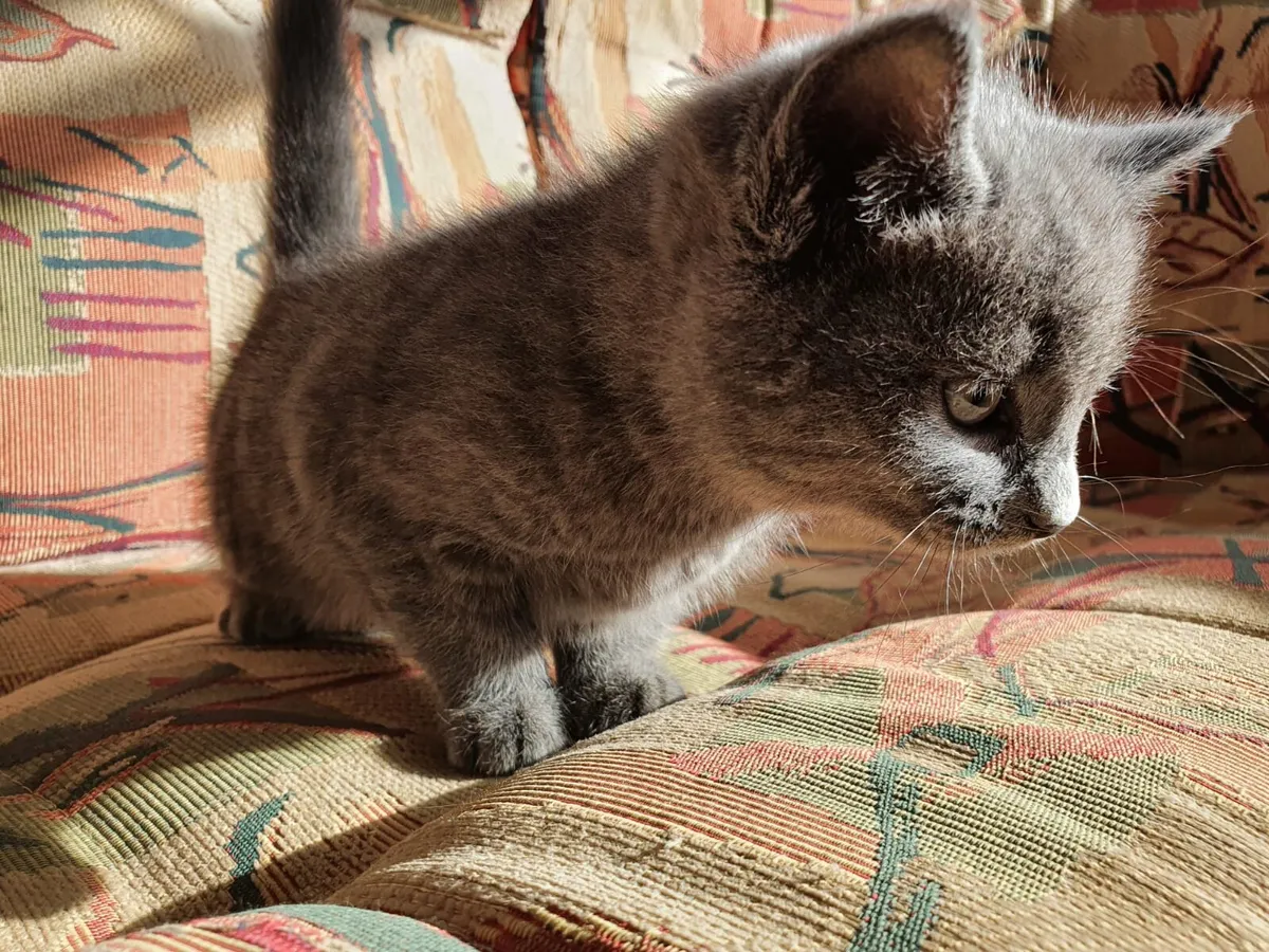 Blue Ghost Tabby British Shorthair - Image 3