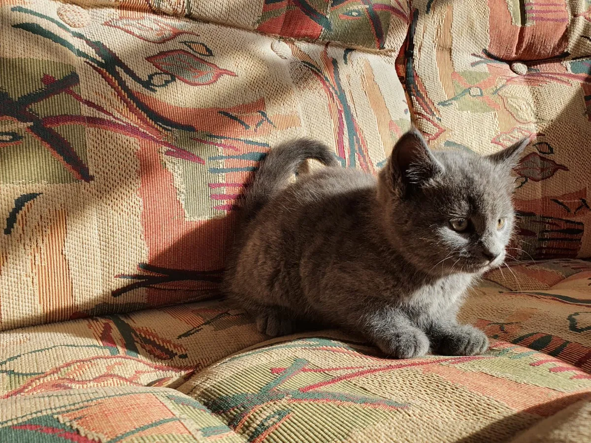 Blue Ghost Tabby British Shorthair - Image 4