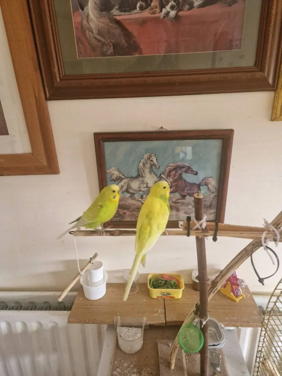 Transport box and budgies - Image 1