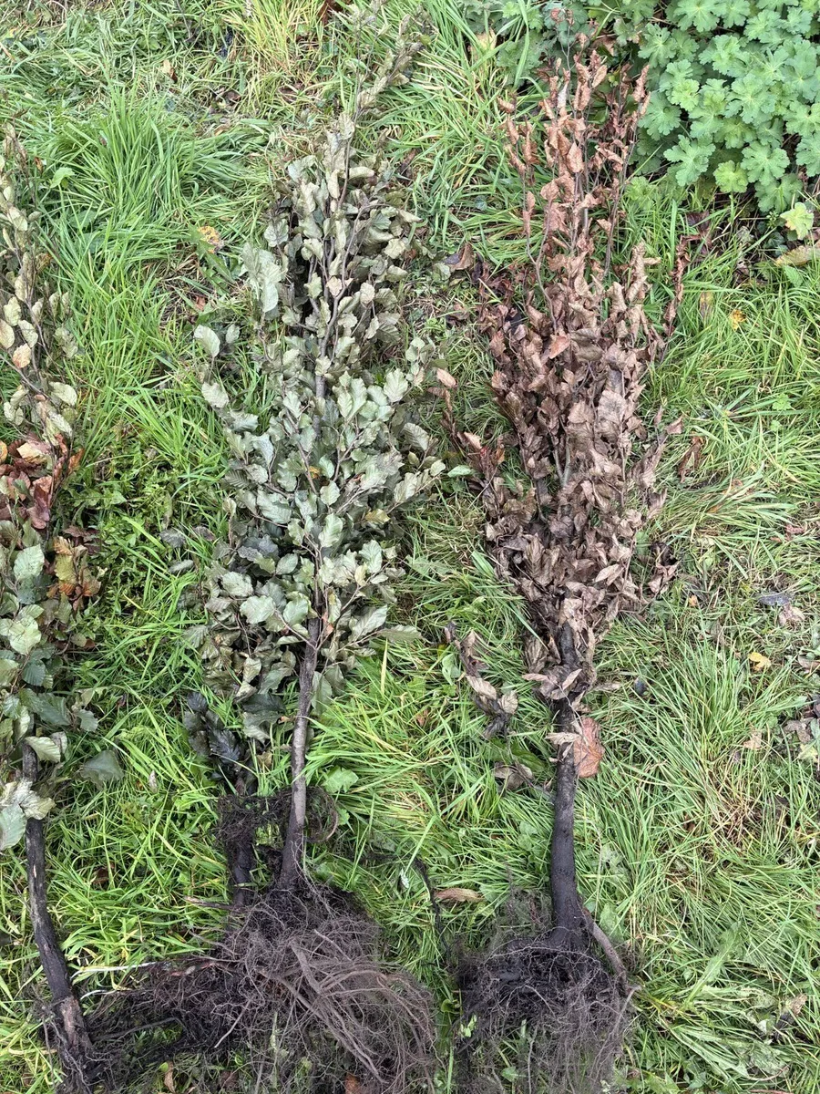 Green Beech Hedging 150-170cm - €5 each - Image 3