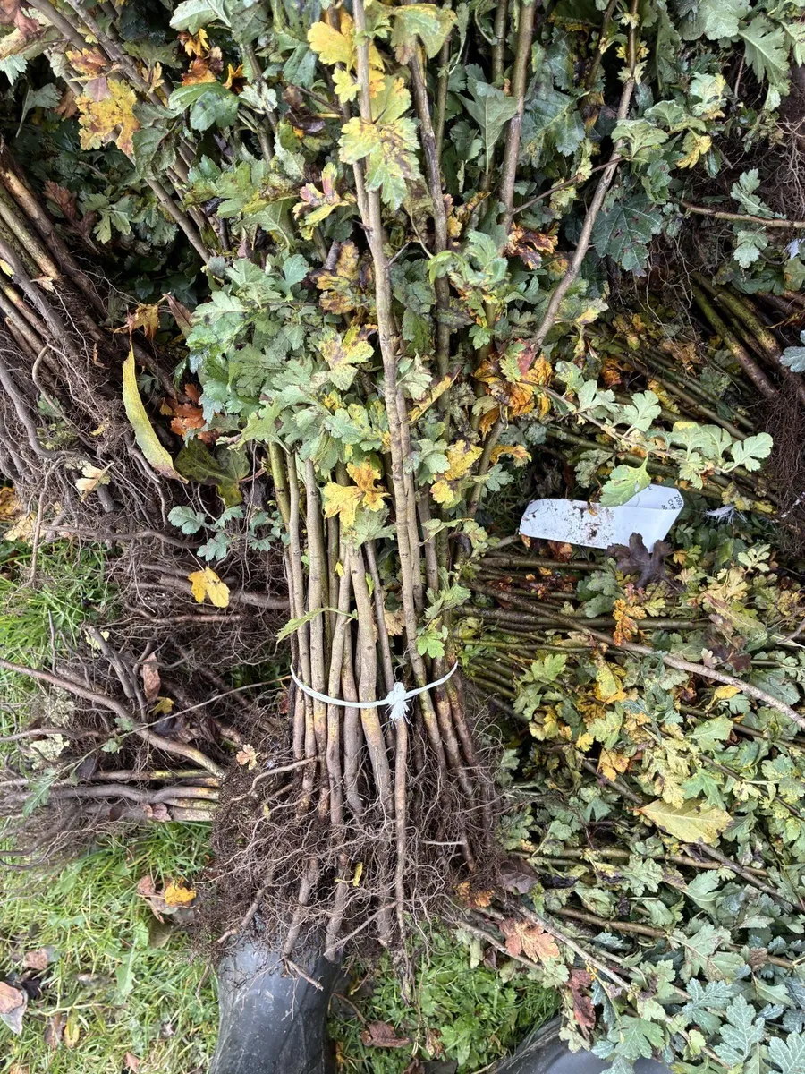 Whitethorn Hedging 60-90cm - €60 per 100 - Image 4