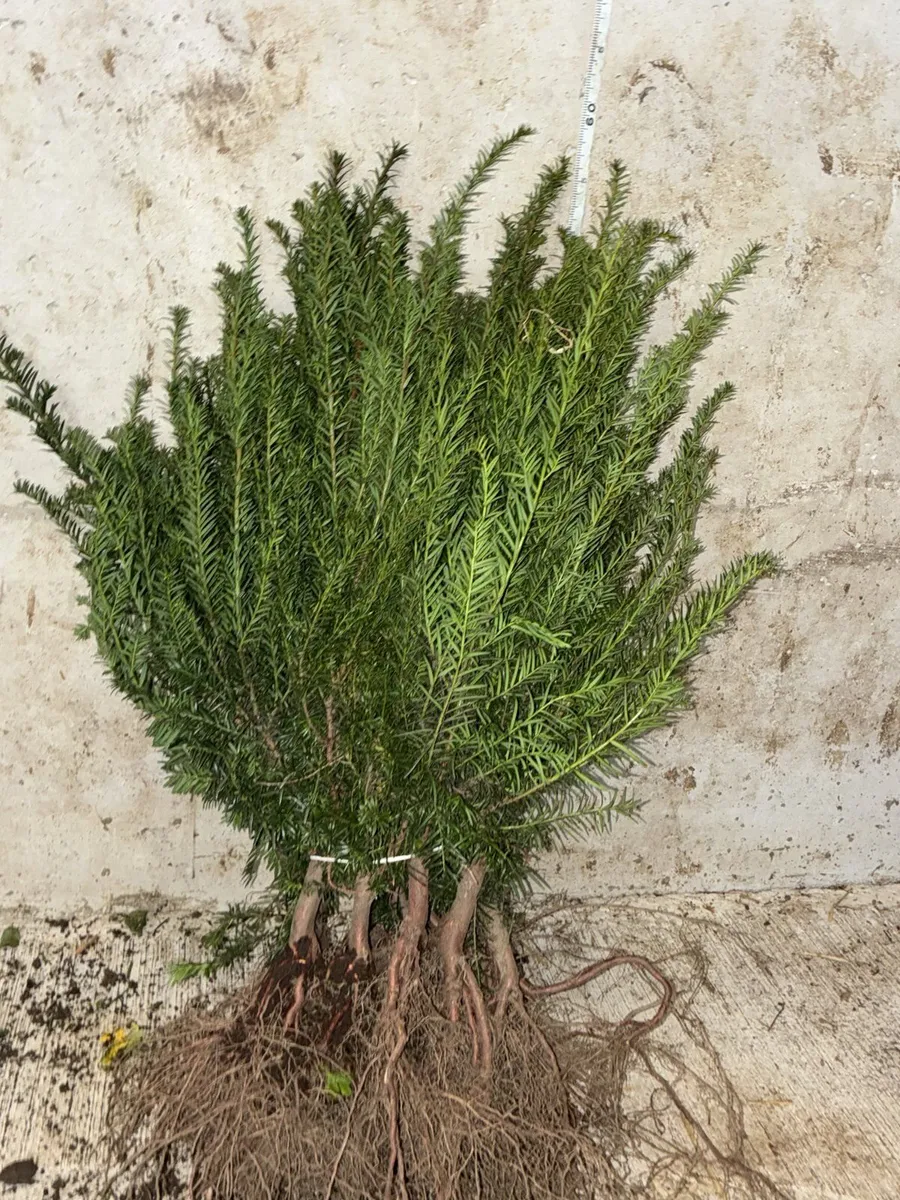 Yew Hedging 30-50cm - €2 per plant - Image 1