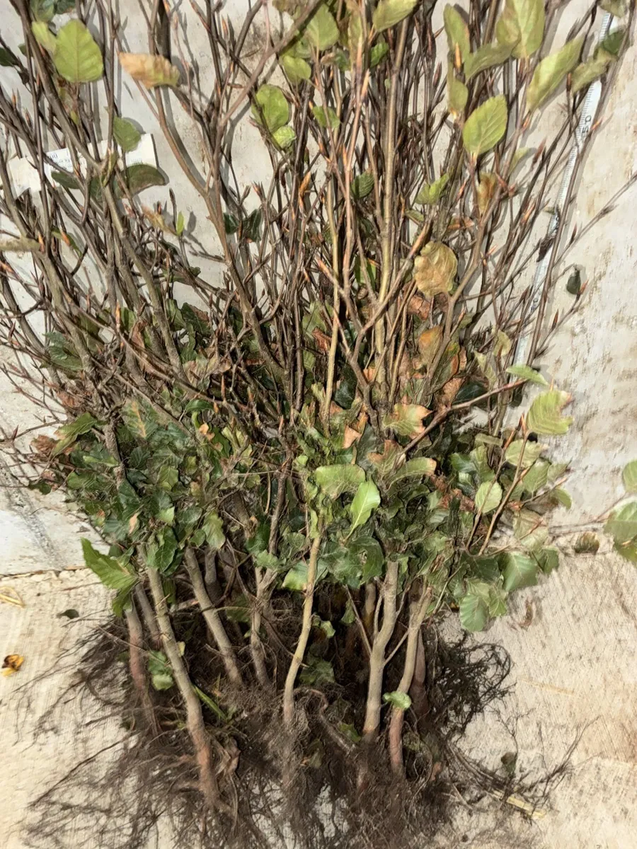 Green Beech Hedging 60-80cm - €1 each - Image 2
