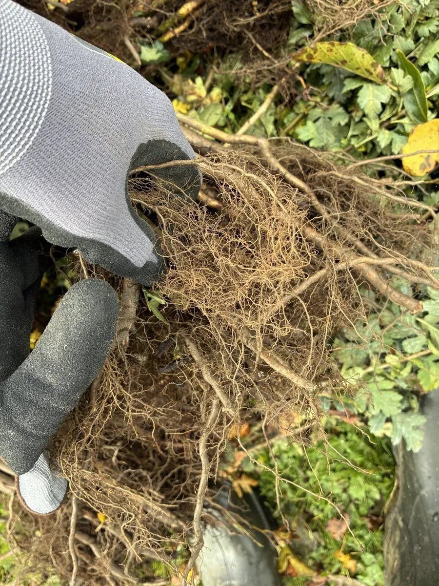 Green Beech Hedging 60-80cm - €1 each - Image 4