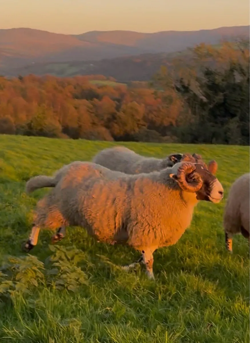 Lanark Ram - Image 1