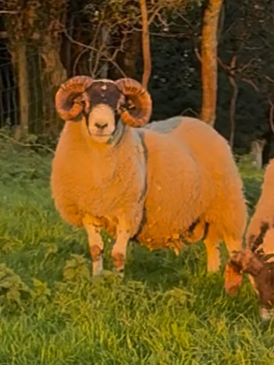 Lanark Ram - Image 2