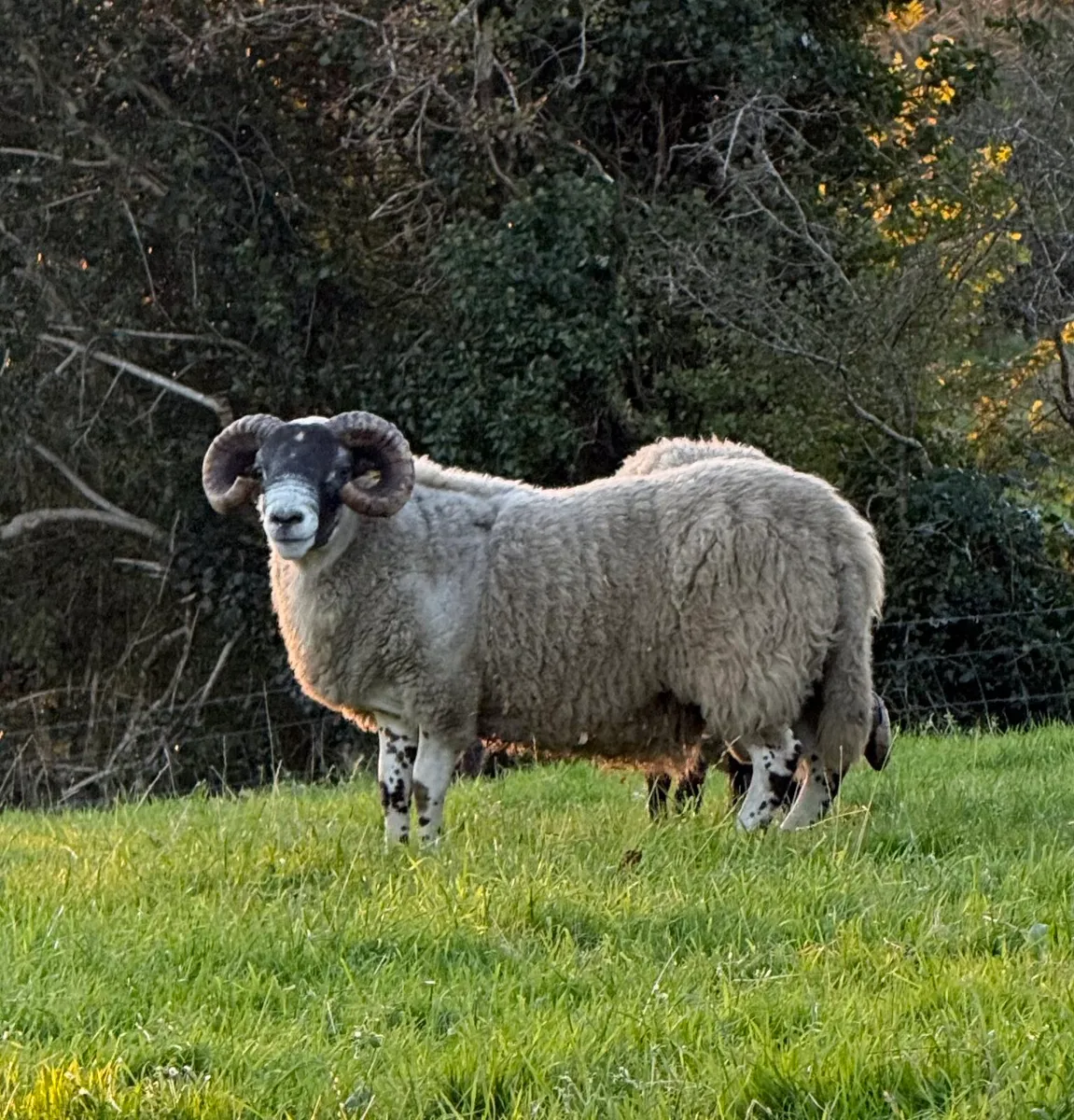 Lanark Ram - Image 3