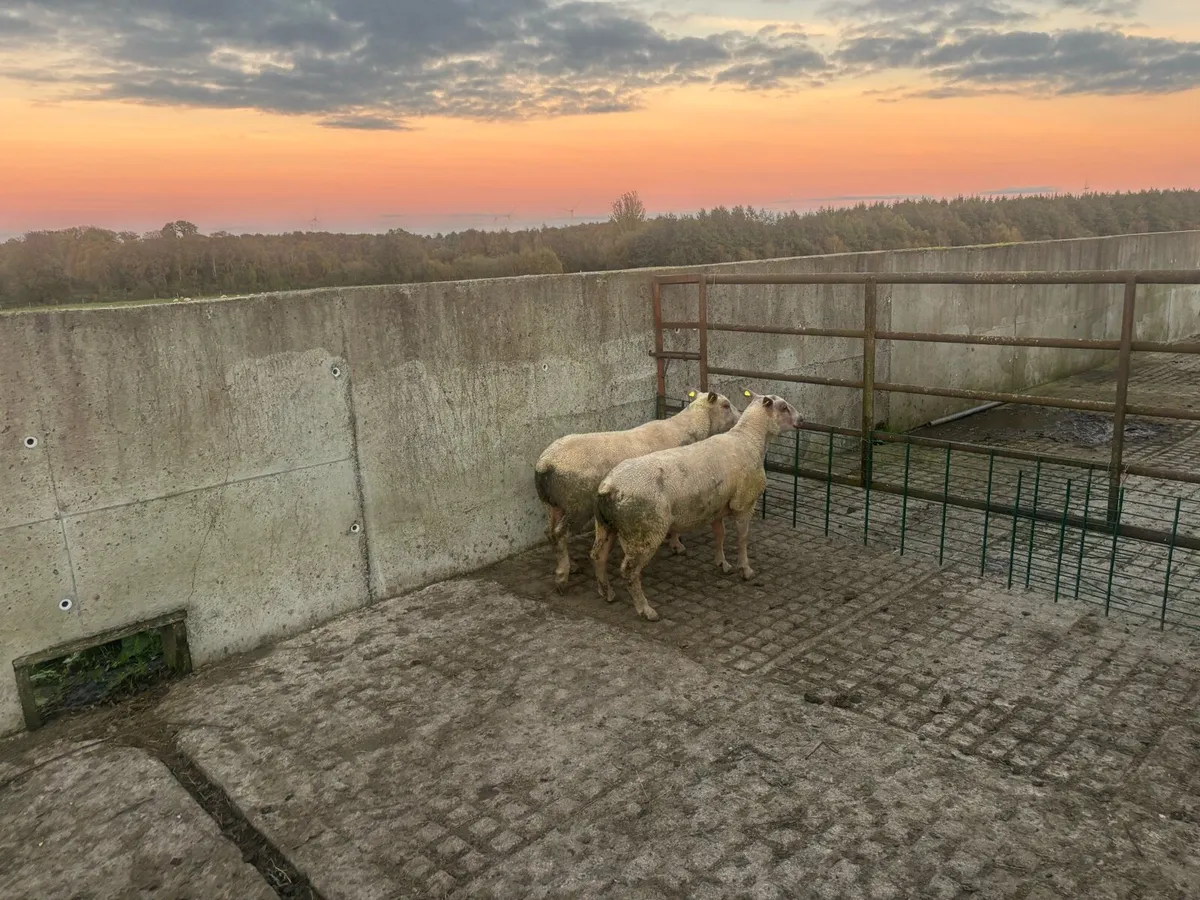 Pedigree Charollais hogget rams - Image 1