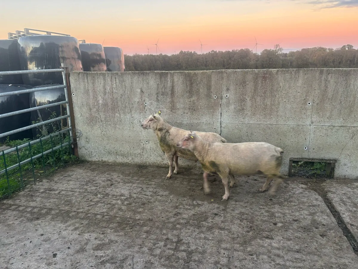 Pedigree Charollais hogget rams - Image 2