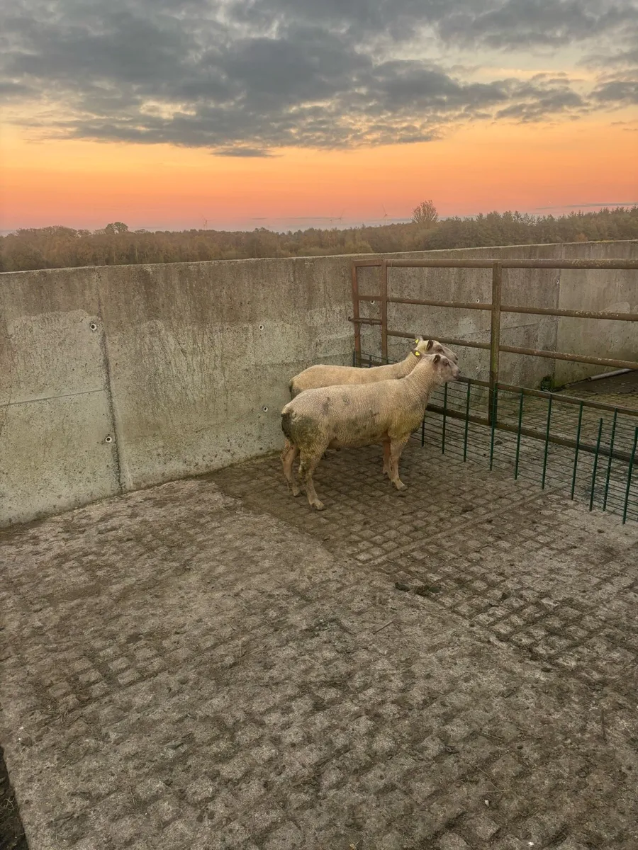 Pedigree Charollais hogget rams - Image 3