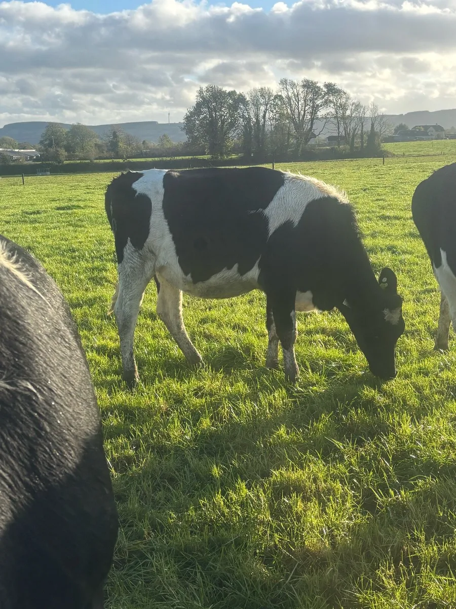 In calf heifers - Image 2