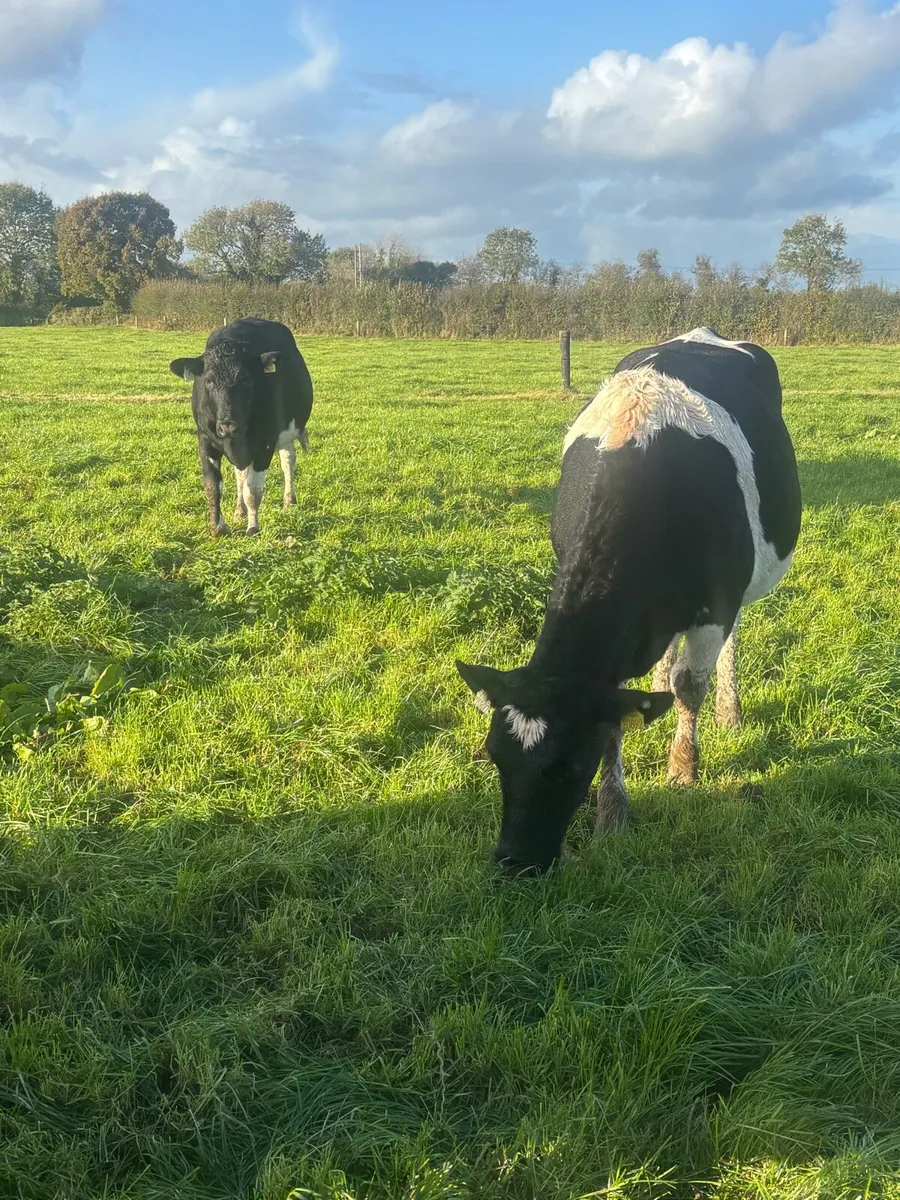In calf heifers - Image 3