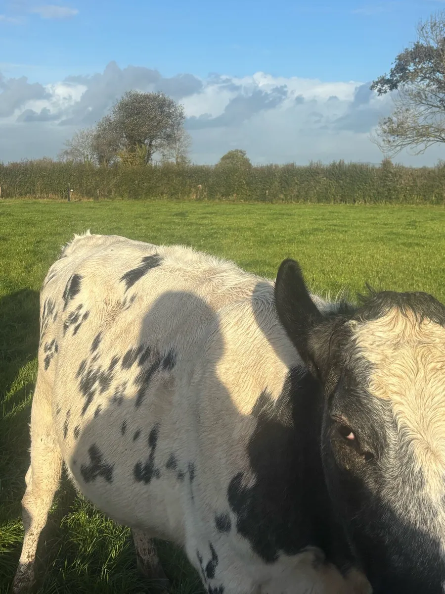 In calf heifers - Image 4