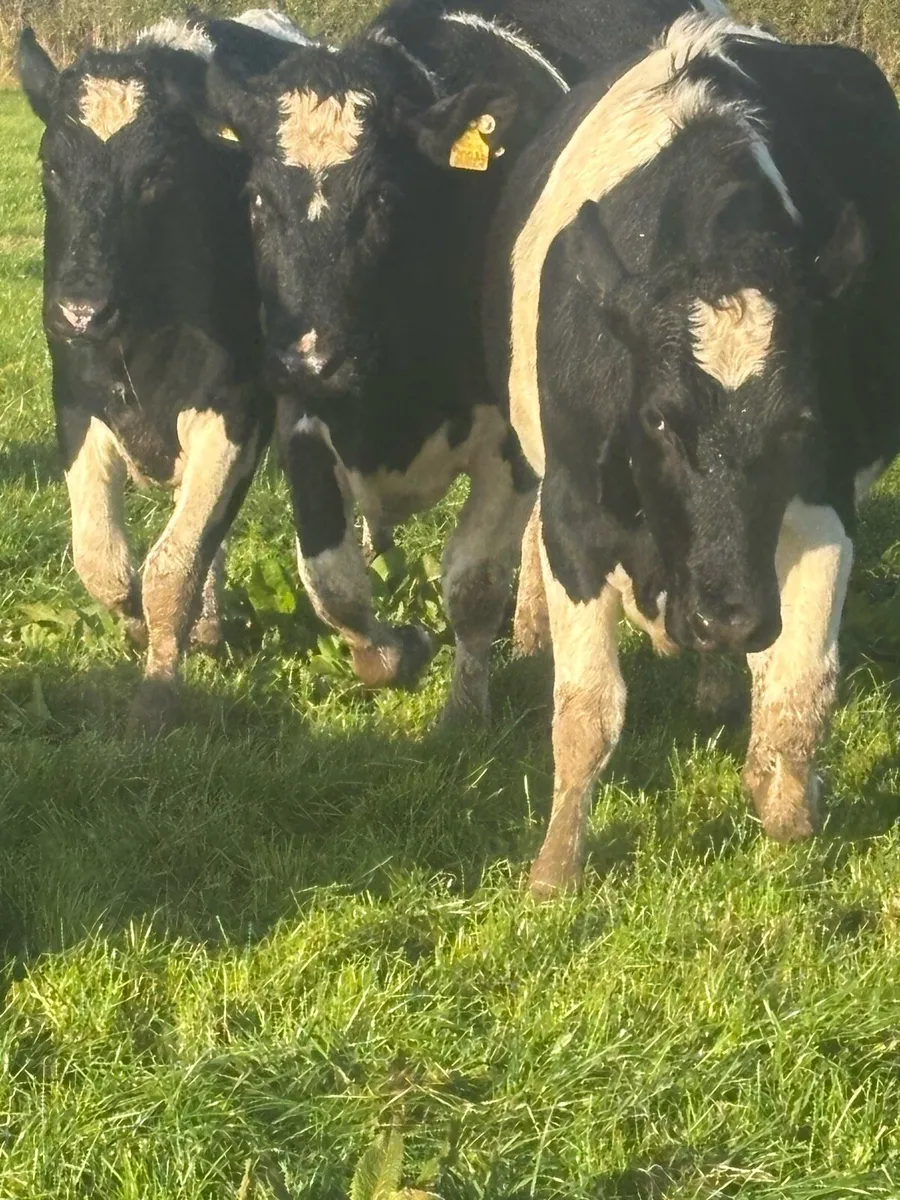 In calf heifers - Image 1