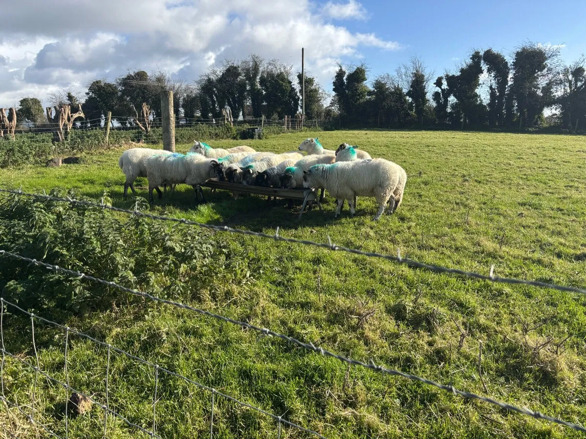 12 fully organic hoggets - Image 2