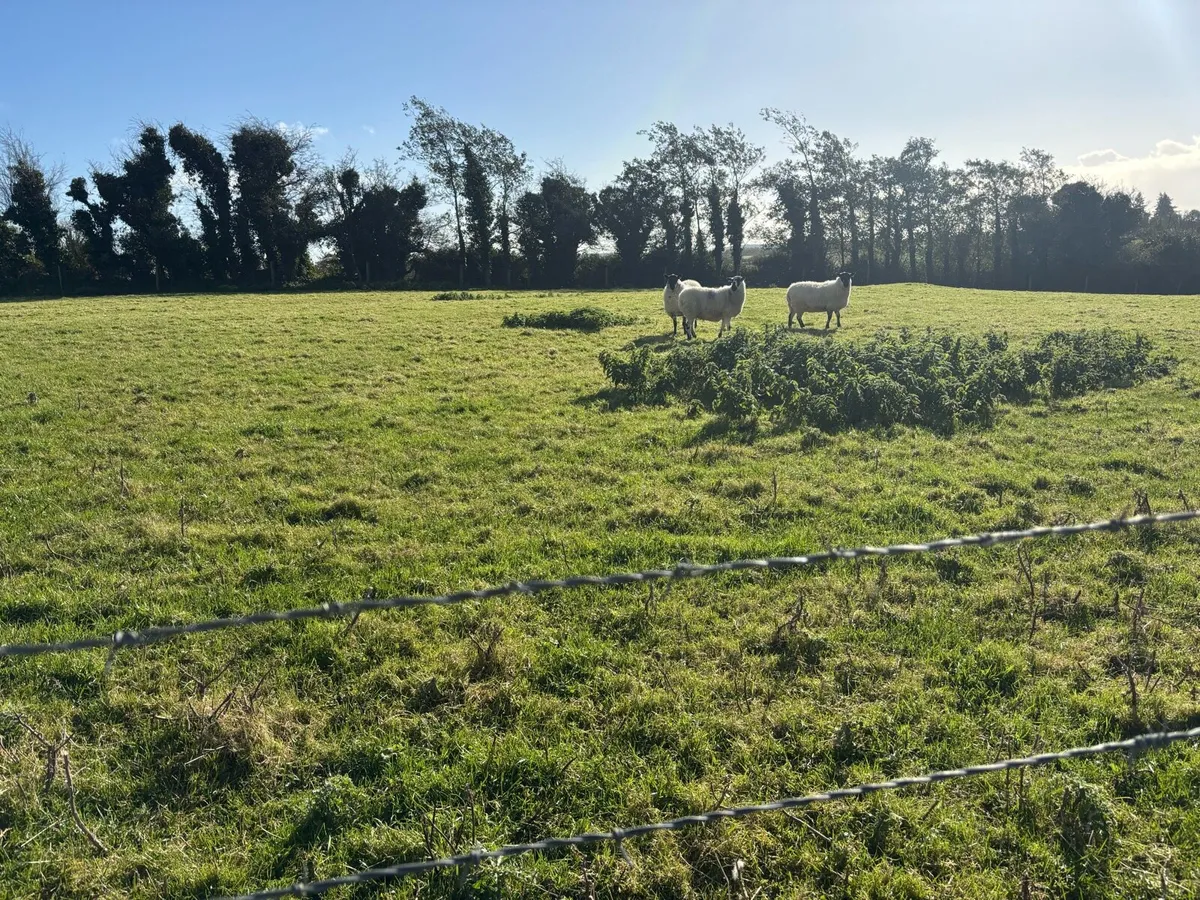 12 fully organic hoggets - Image 3