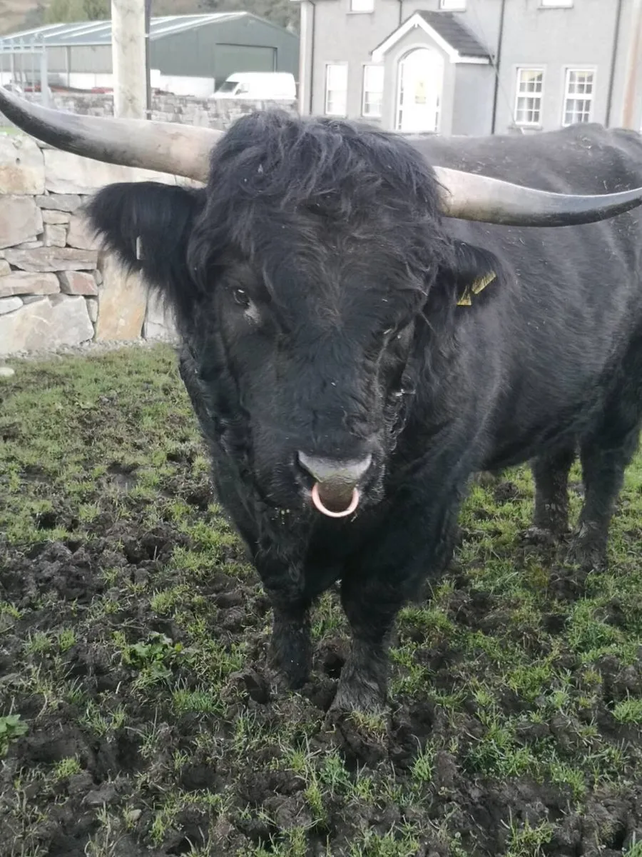 Pedigree Highland bull + Highland cow and calf - Image 1