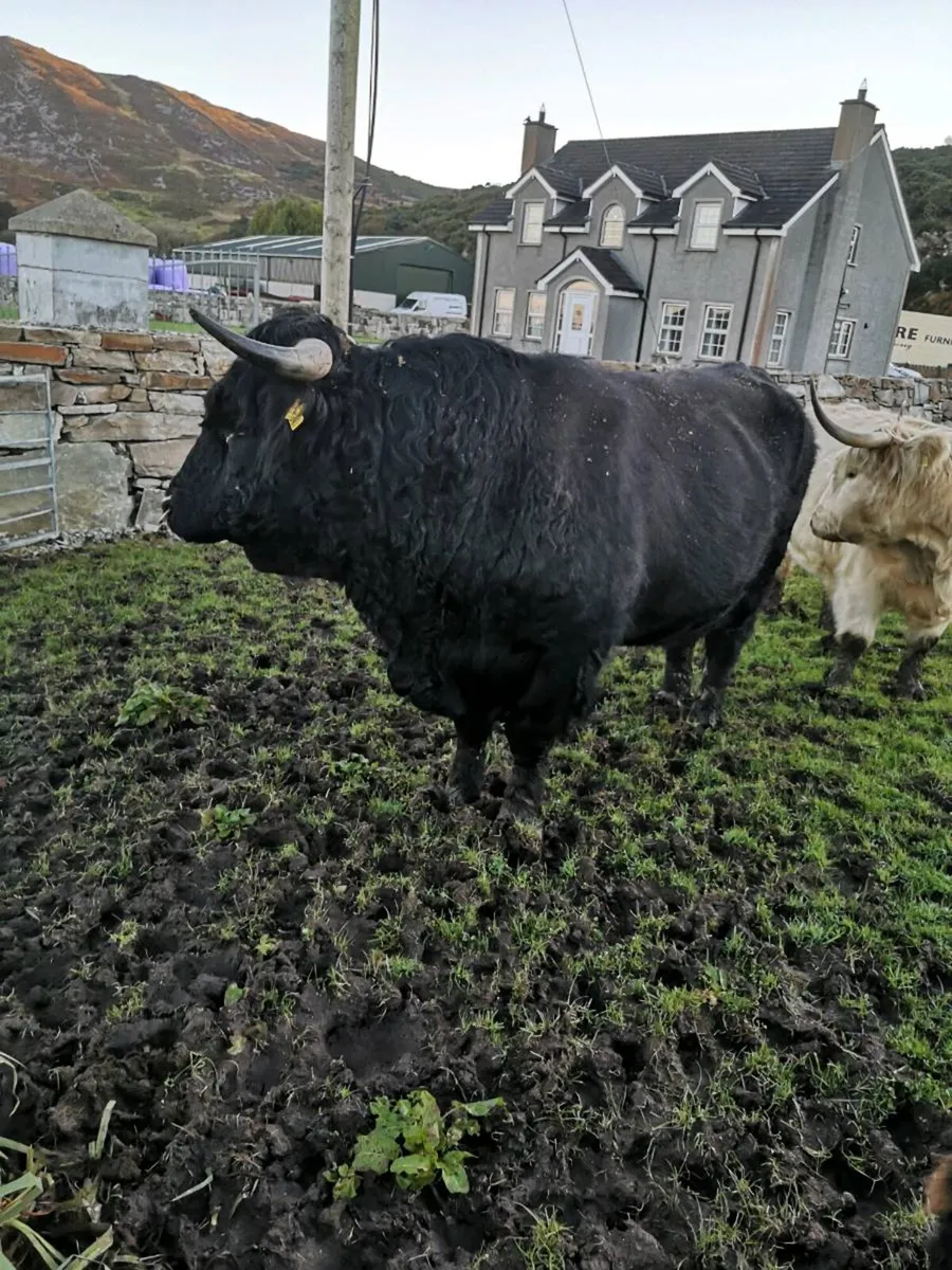 Pedigree Highland bull + Highland cow and calf - Image 2