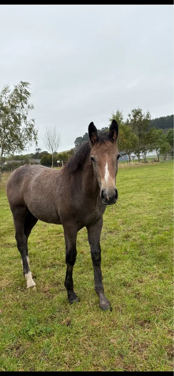Irish Draught colt - Image 1