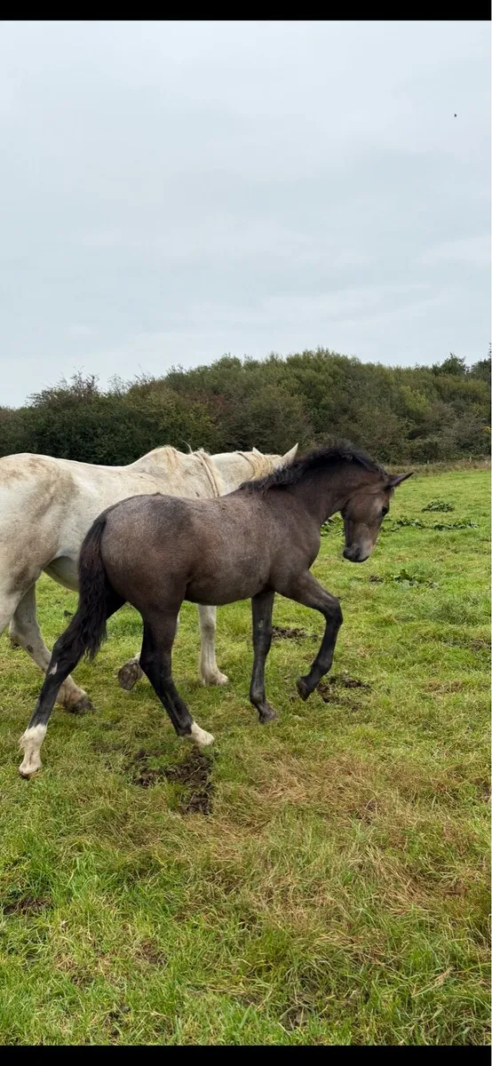 Irish Draught colt - Image 2