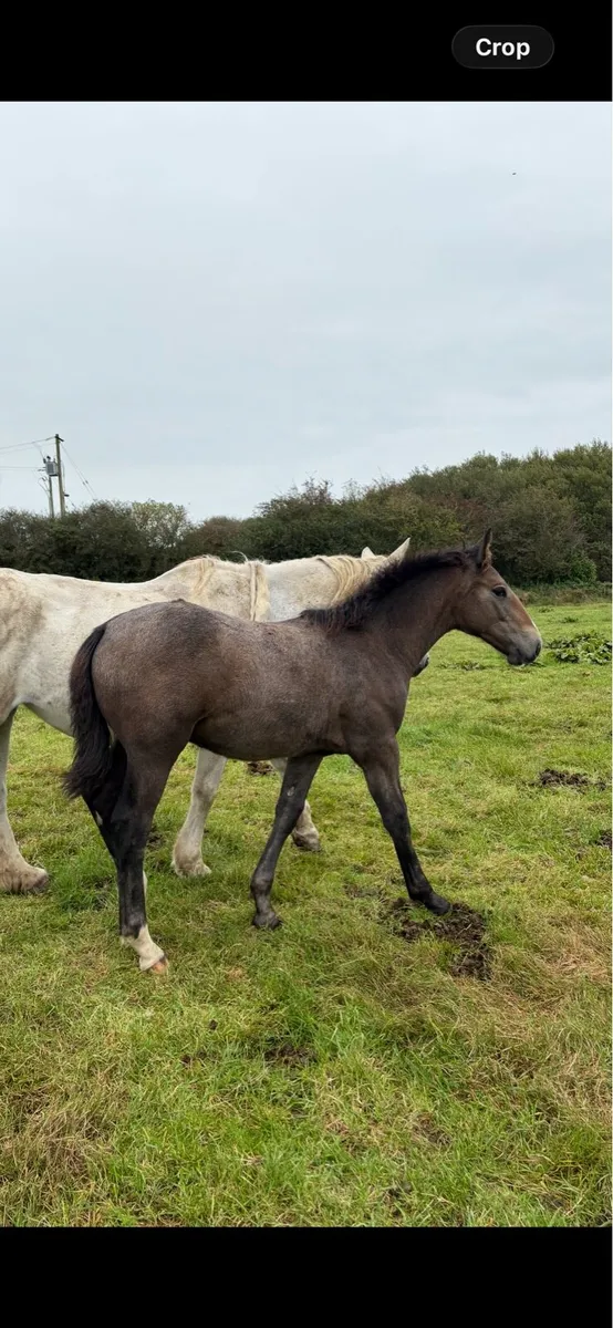 Irish Draught colt - Image 3