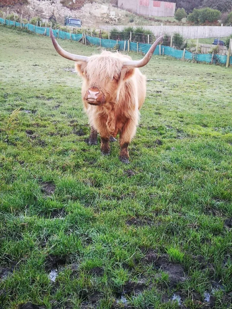 Pedigree Highland bull + Highland cow and calf - Image 3