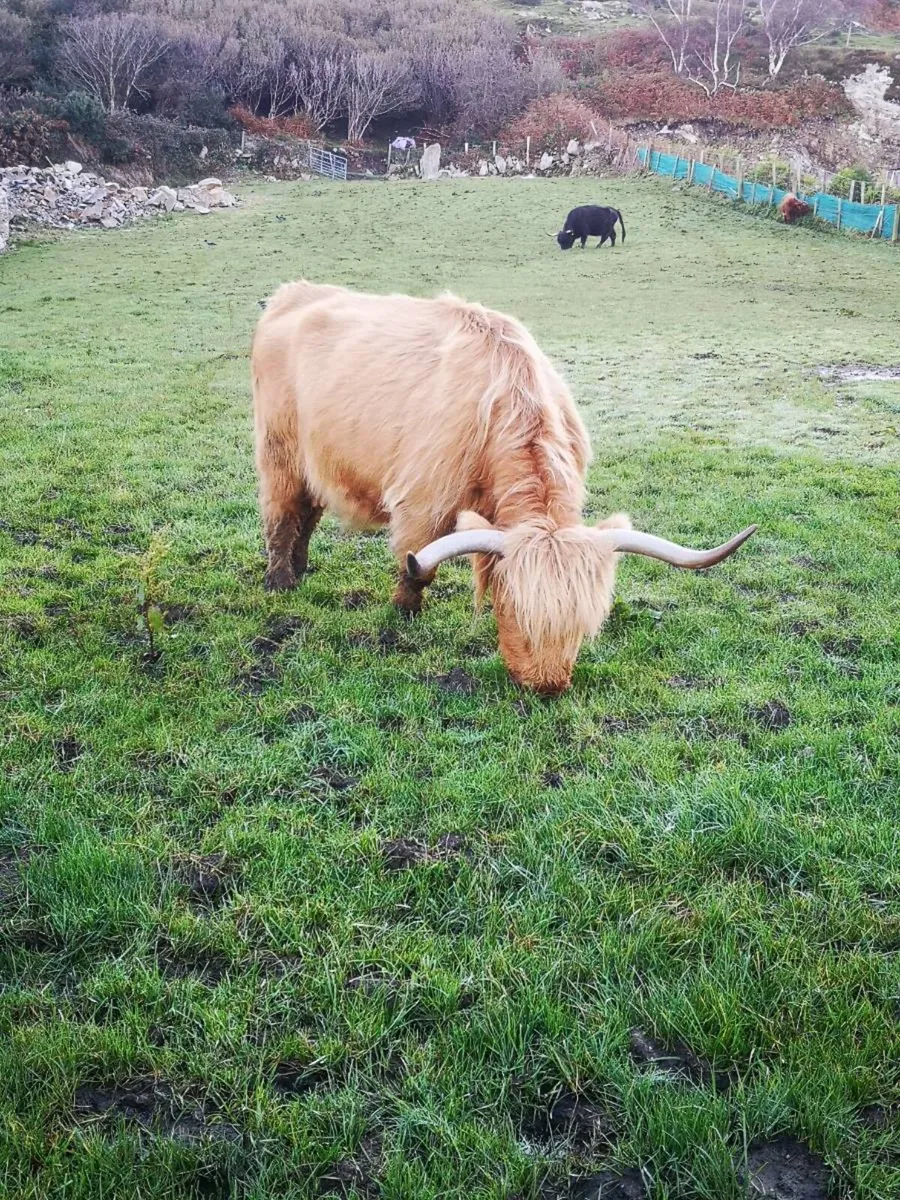Pedigree Highland bull + Highland cow and calf - Image 4