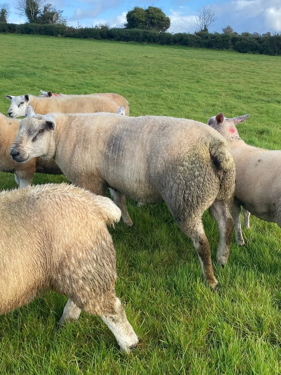 Shearling and ram lambs - Image 1
