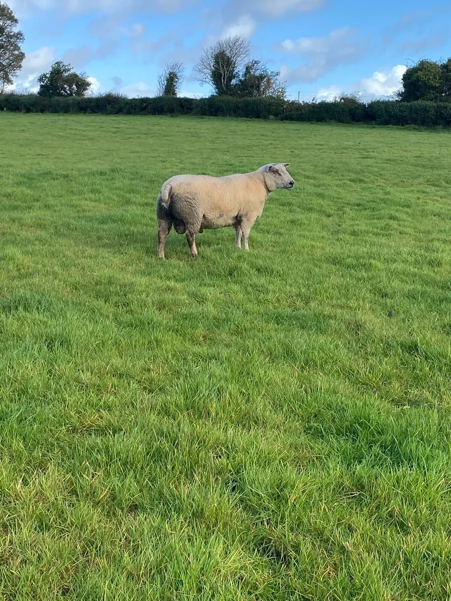 Shearling and ram lambs - Image 2