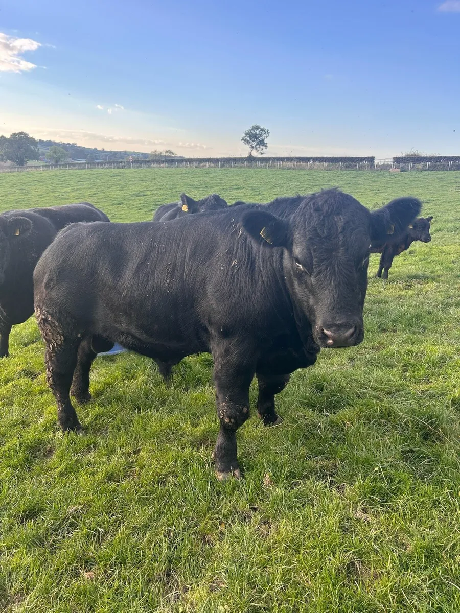 Registered Pedigree Angus Bull - Image 1