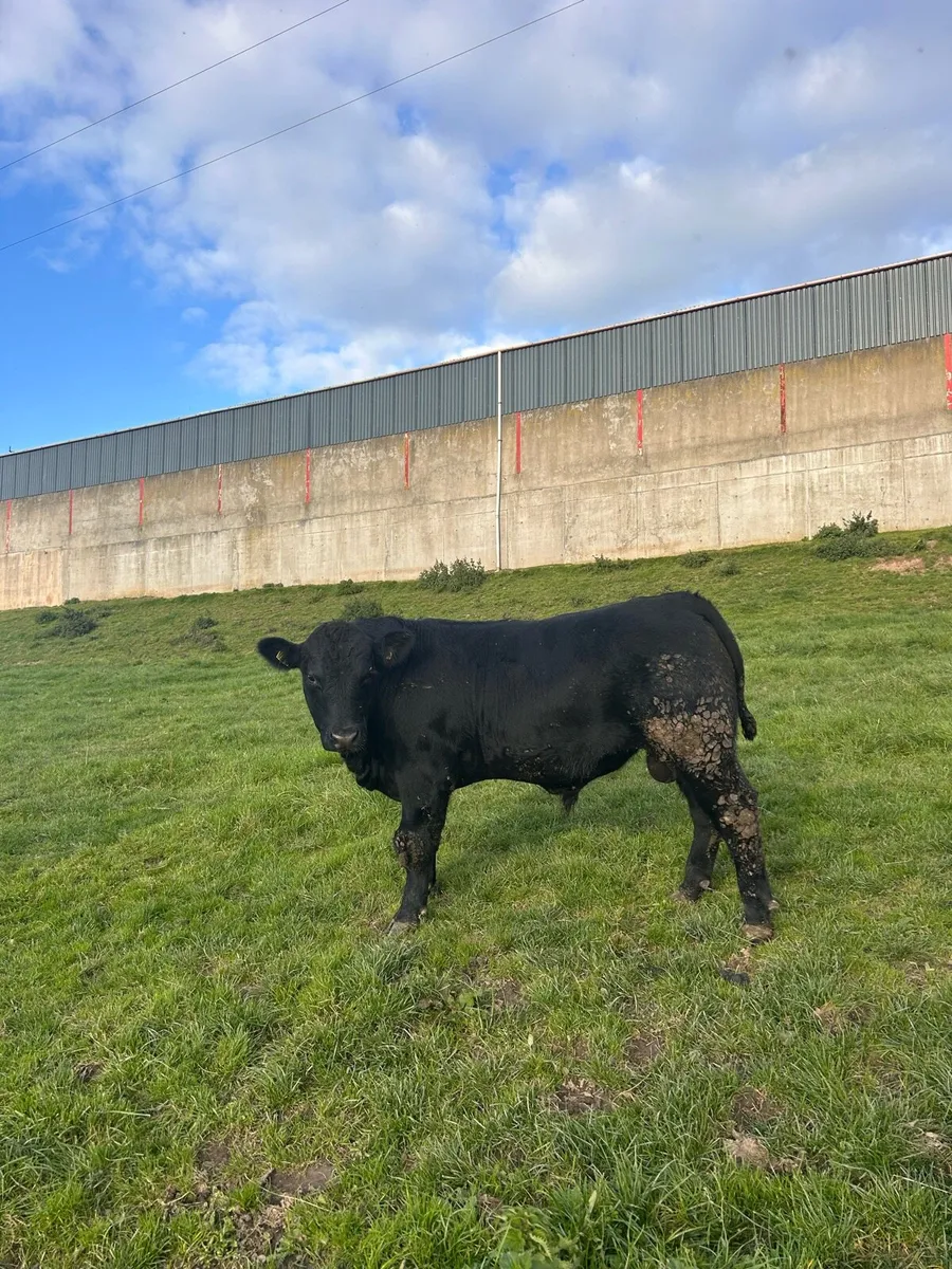 Registered Pedigree Angus Bull - Image 4