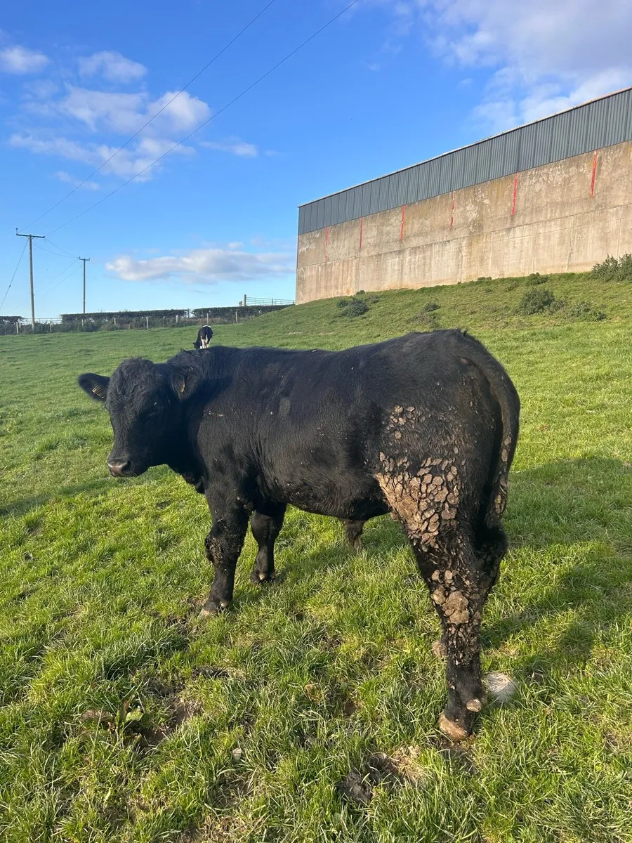 Registered Pedigree Angus Bull - Image 3