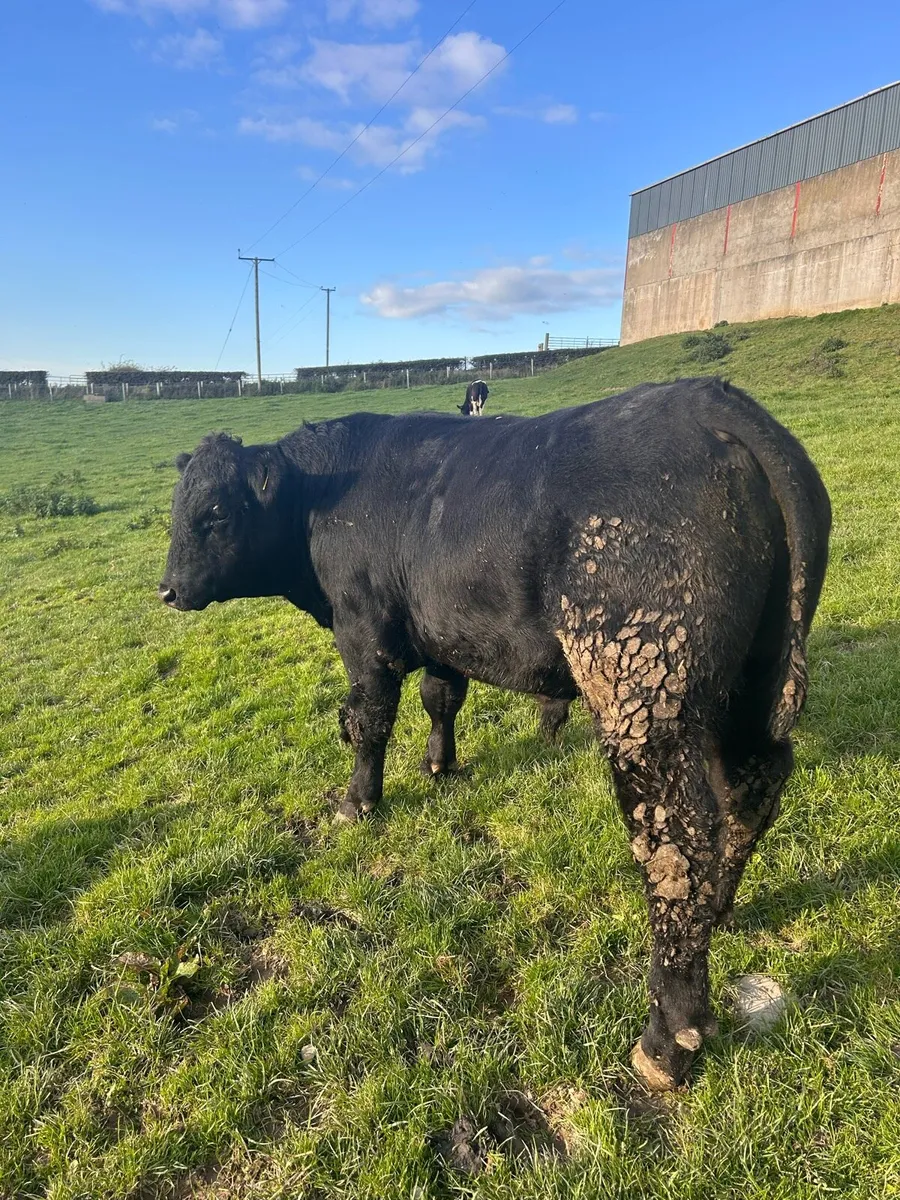 Registered Pedigree Angus Bull - Image 2