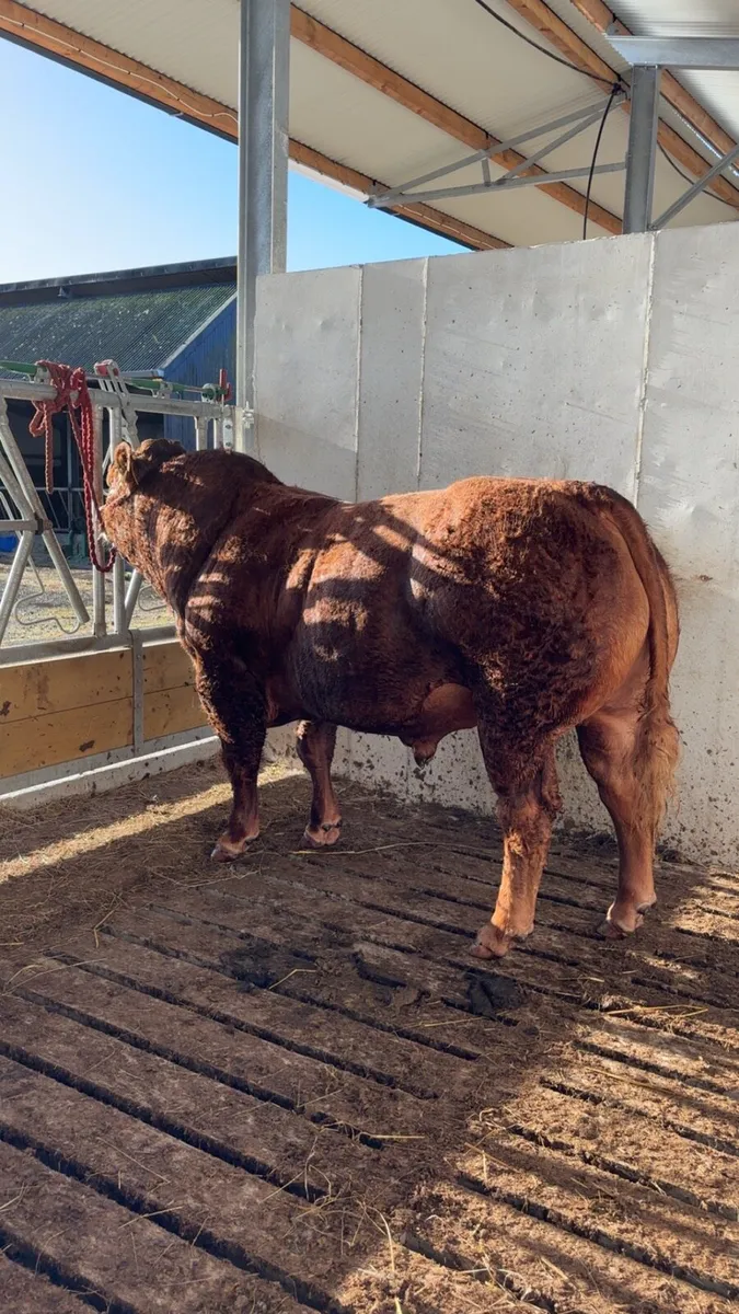 Easy calving Limousin bull - Image 3
