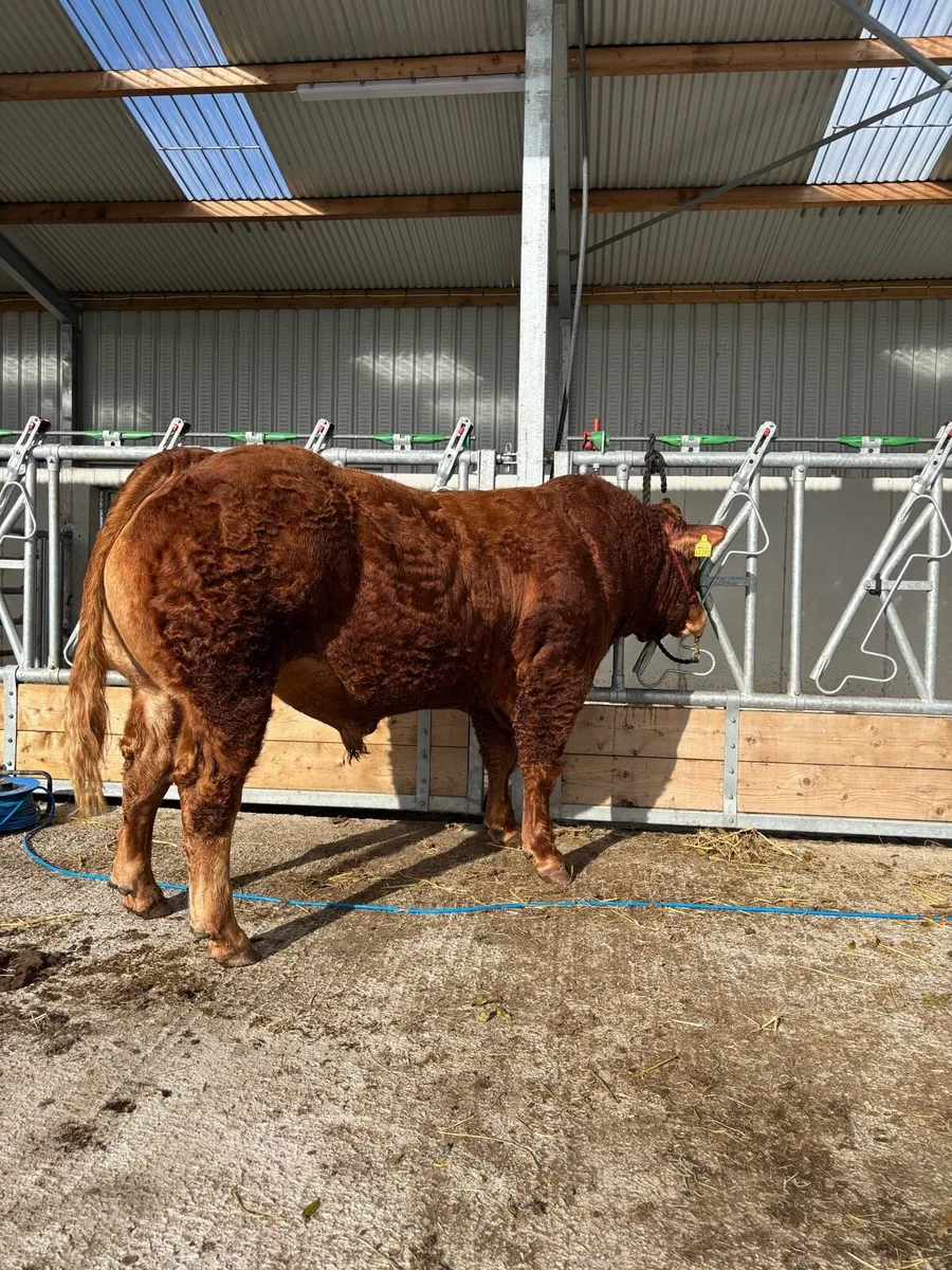 Easy calving Limousin bull - Image 1